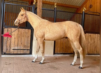 Quarter horse américain, Étalon, 2 Ans, 147 cm, Palomino