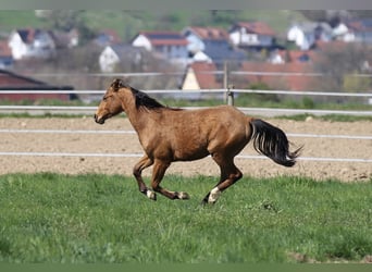 Quarter horse américain, Étalon, 2 Ans, 148 cm, Bai