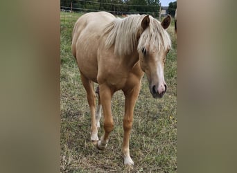 Quarter horse américain, Étalon, 2 Ans, 148 cm, Palomino