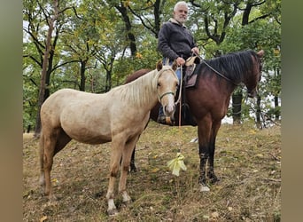Quarter horse américain, Étalon, 2 Ans, 148 cm, Palomino