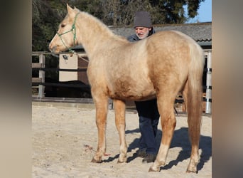 Quarter horse américain, Étalon, 2 Ans, 148 cm, Palomino