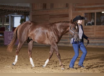 Quarter horse américain, Étalon, 2 Ans, 150 cm, Alezan brûlé