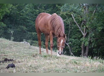 Quarter horse américain, Étalon, 2 Ans, 150 cm, Alezan cuivré