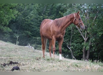 Quarter horse américain, Étalon, 2 Ans, 150 cm, Alezan cuivré