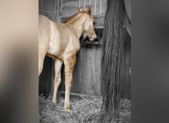 Quarter horse américain, Étalon, 2 Ans, 150 cm, Alezan dun