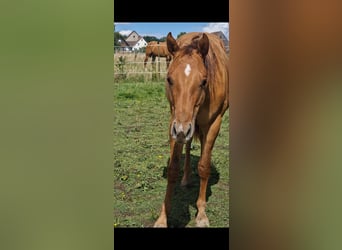 Quarter horse américain, Étalon, 2 Ans, 150 cm, Alezan dun