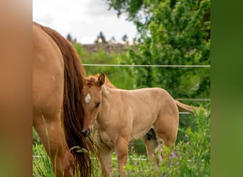 Quarter horse américain, Étalon, 2 Ans, 150 cm, Alezan dun