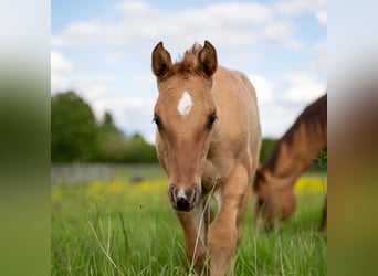 Quarter horse américain, Étalon, 2 Ans, 150 cm, Alezan dun