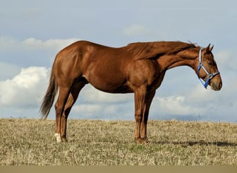 Quarter horse américain, Étalon, 2 Ans, 150 cm, Alezan