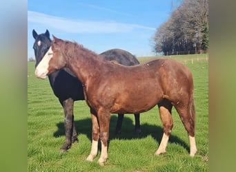 Quarter horse américain, Étalon, 2 Ans, 150 cm, Alezan