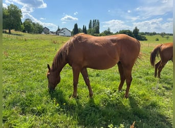 Quarter horse américain, Étalon, 2 Ans, 150 cm, Alezan