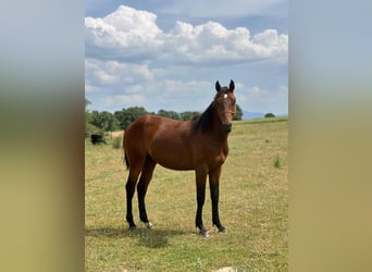 Quarter horse américain Croisé, Étalon, 2 Ans, 150 cm, Bai