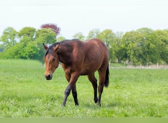 Quarter horse américain, Étalon, 2 Ans, 150 cm, Bai