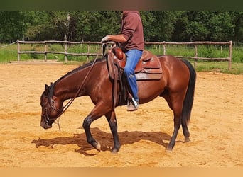 Quarter horse américain, Étalon, 2 Ans, 150 cm, Bai