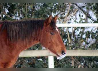 Quarter horse américain, Étalon, 2 Ans, 150 cm, Bai
