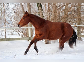 Quarter horse américain, Étalon, 2 Ans, 150 cm, Bai