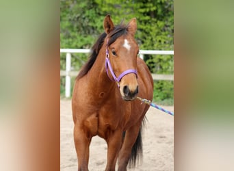 Quarter horse américain, Étalon, 2 Ans, 150 cm, Bai