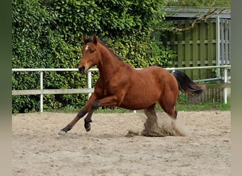 Quarter horse américain, Étalon, 2 Ans, 150 cm, Bai
