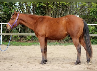 Quarter horse américain, Étalon, 2 Ans, 150 cm, Bai