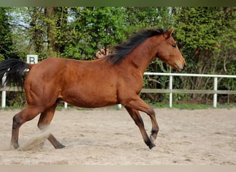 Quarter horse américain, Étalon, 2 Ans, 150 cm, Bai
