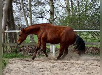 Quarter horse américain, Étalon, 2 Ans, 150 cm, Bai