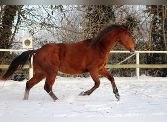 Quarter horse américain, Étalon, 2 Ans, 150 cm, Bai