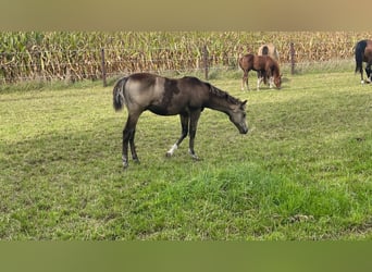 Quarter horse américain, Étalon, 2 Ans, 150 cm, Buckskin
