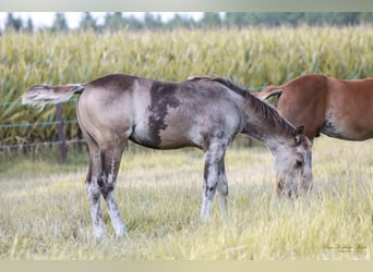 Quarter horse américain, Étalon, 2 Ans, 150 cm, Buckskin