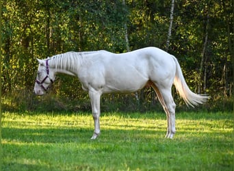 Quarter horse américain, Étalon, 2 Ans, 150 cm, Cremello