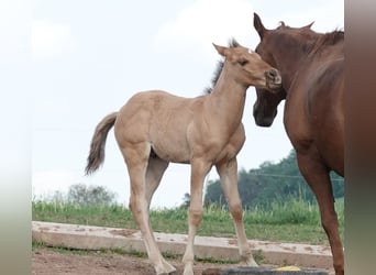 Quarter horse américain, Étalon, 2 Ans, 150 cm, Isabelle