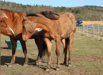 Quarter horse américain, Étalon, 2 Ans, 150 cm, Isabelle