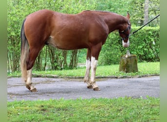 Quarter horse américain, Étalon, 2 Ans, 150 cm, Overo-toutes couleurs