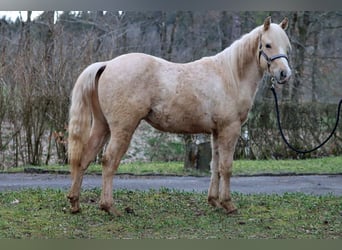 Quarter horse américain, Étalon, 2 Ans, 150 cm, Palomino