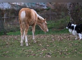 Quarter horse américain, Étalon, 2 Ans, 150 cm, Palomino