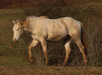 Quarter horse américain, Étalon, 2 Ans, 150 cm, Perlino