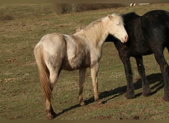Quarter horse américain, Étalon, 2 Ans, 150 cm, Perlino