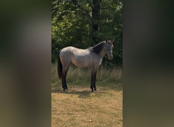 Quarter horse américain, Étalon, 2 Ans, 150 cm, Rouan Bleu
