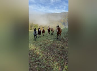 Quarter horse américain, Étalon, 2 Ans, 150 cm, Rouan Bleu