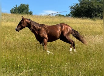 Quarter horse américain, Étalon, 2 Ans, 152 cm, Alezan
