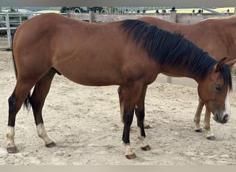 Quarter horse américain, Étalon, 2 Ans, 152 cm, Bai