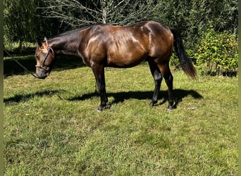 Quarter horse américain, Étalon, 2 Ans, 152 cm, Buckskin
