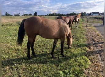 Quarter horse américain, Étalon, 2 Ans, 152 cm, Gris (bai-dun)