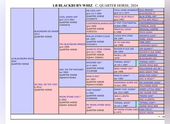 Quarter horse américain, Étalon, 2 Ans, 152 cm, Gris (bai-dun)