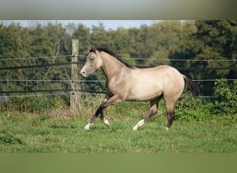 Quarter horse américain, Étalon, 2 Ans, 152 cm, Isabelle