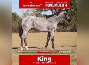 Quarter horse américain, Étalon, 2 Ans, 152 cm, Rouan Bleu