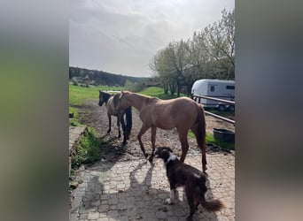 Quarter horse américain, Étalon, 2 Ans, 154 cm, Alezan dun