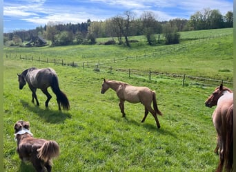 Quarter horse américain, Étalon, 2 Ans, 154 cm, Alezan dun