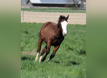 Quarter horse américain, Étalon, 2 Ans, 154 cm, Bai