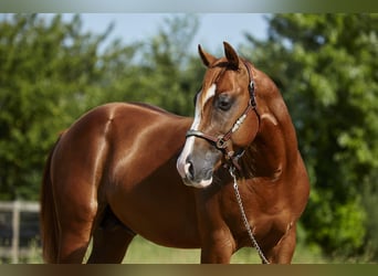 Quarter horse américain, Étalon, 2 Ans, 155 cm, Alezan