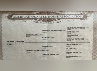 Quarter horse américain, Étalon, 2 Ans, 155 cm, Alezan